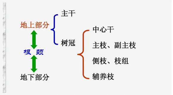 樹(shù)木的組成示意圖