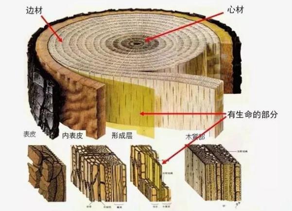 天然木皮樹(shù)木內(nèi)部結(jié)構(gòu)圖